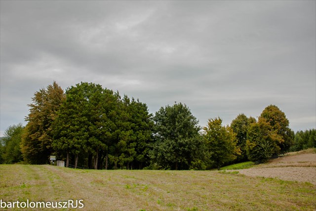 Cmentarz jeńców radzieckich na Bierowskich Dołach.Cmentarz jeńców radzieckich na Bierowskich Dołach.