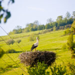 Bocianie gniazdo w Brzezowej