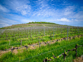 Przerwa w drodze do Budapesztu: Tokaj i wina, które zatrzymują czas