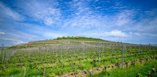 Przerwa w drodze do Budapesztu: Tokaj i wina, które zatrzymują czas